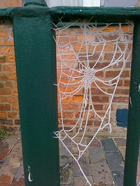 A frosted spiderweb.
