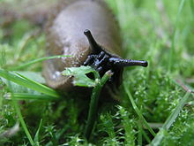 A slug eating plants.
