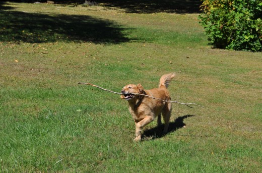 Buddy loves to play with sticks!