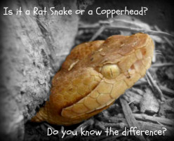 Is It a Rat Snake, Chicken Snake, or a Copperhead?