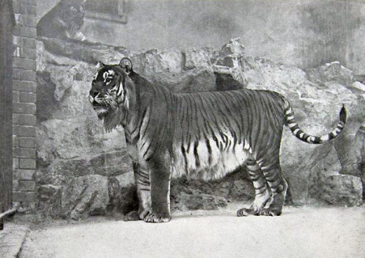 Tiger 1895