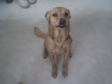 Reeses, the dog, my # 7 joy!
