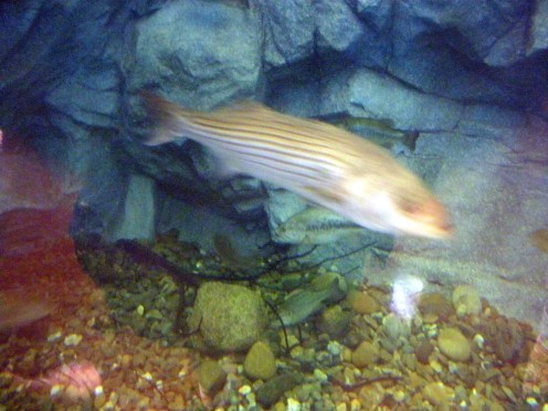 A Striped Bass in the huge tank--image is blurry due to a combination of motion, water and thick glass