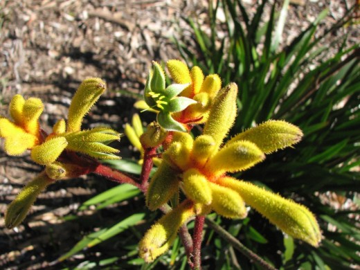 A lovely yellow Kangaroo Paw cultivar.