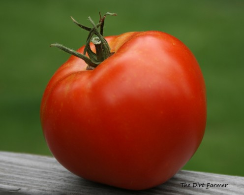 This tomato was delicious! But I won't be planting its seeds next year.