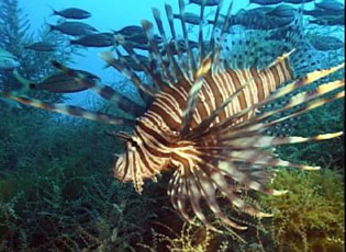 Lionfish were introduced to the U.S. in 1992 through the aquarium trade. They prey on native species and have venomous spines.