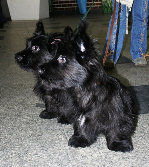 Skye Terrier puppies