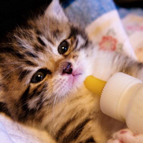 I don't go over bottle feeding in this article (maybe in the future). But I thought this picture was really cute :3
