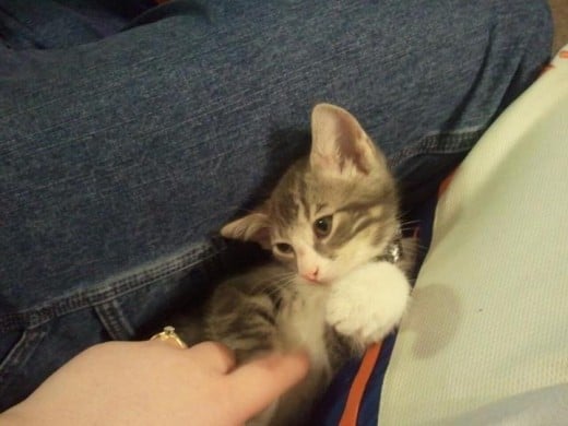 This is my kitty Alex on her first day with us. She was a cuddler from the start. :3
