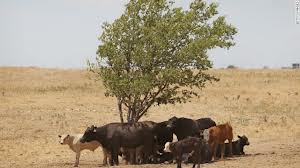 Cows in brown fields just ooking for a little shade in 100 degree heat wave