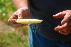 Stunted corn in Iowa