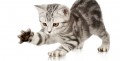 Declawing your Cat - Long Term Effects and Why You Should Not Declaw