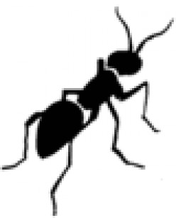 How to Make Natural (non-toxic) Ant Killer