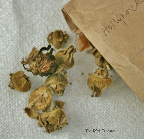 Hollyhock seed pods, allowed to dry on the stalk, were collected into a paper bag. 
