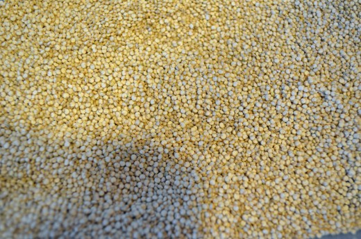 Raw quinoa looks very much like millet