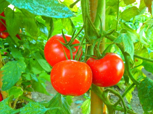 Tomatoes can be eaten fresh off the vine, canned, cooked, pickled and in a variety of ways. But are tomatoes a vegetable or fruit?