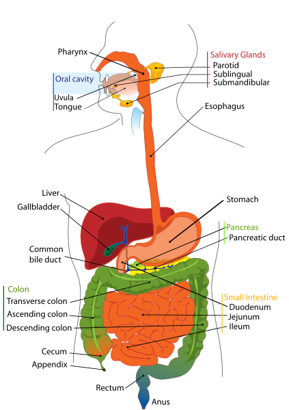 Human Digestive Tract