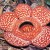 The world's largest flower Rafflesia The world's largest flower Rafflesia