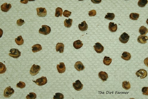 Although fairly clean, more bits of chaff could easily be tweezed away from these hollyhock seeds, which have been placed on paper towels to dry thoroughly.
