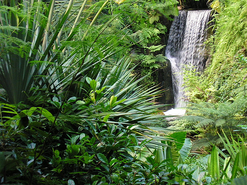 Tropical Rain Forests