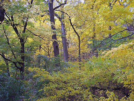 Temperate Forests
