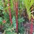 Sealing wax palm Sealing wax palm