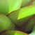 Imperial bromeliad Imperial bromeliad