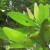 Allspice tree Allspice tree