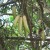 Cuachilote Cuachilote
