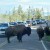 Bison Jam south of Canyon Bison Jam south of Canyon