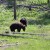 Two black bears along the roadside Two black bears along the roadside