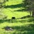 One black bear on the edge of the forest One black bear on the edge of the forest