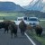Bison Jam in Lamar Valley Bison Jam in Lamar Valley