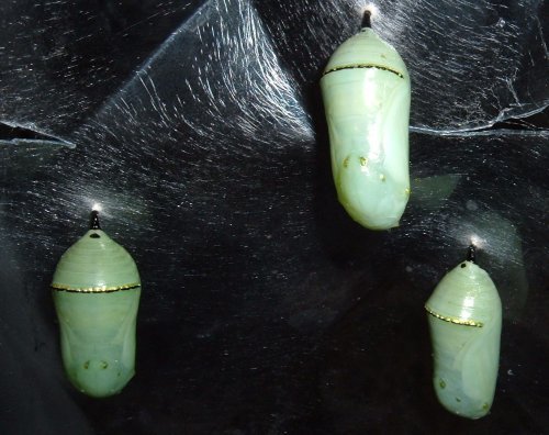 Monarch Butterfly chrysalises. Photo by Steve Andrews