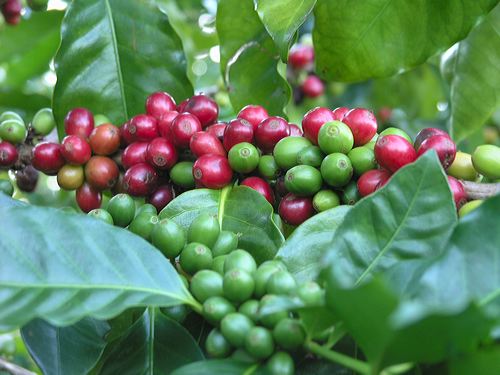 The Coffee Plant - Coffee Seeds - Coffea Arabica