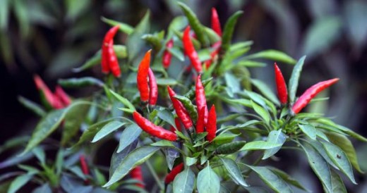 The Pepper Plant