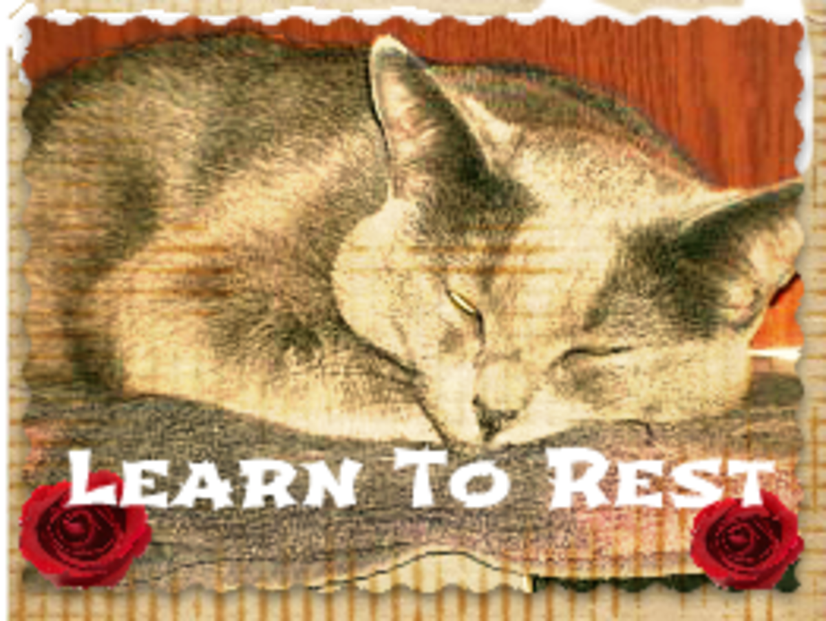 Ten Lessons I Learned From My Cats