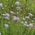 Field Scabious at Salthill Nature Reserve