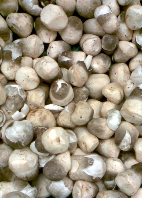 Straw Mushrooms