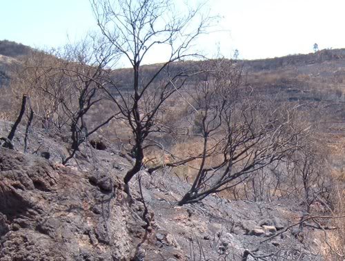 After the Erjos fire in 2007. Photo by Steve Andrews