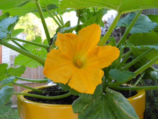 Five Best Container Gardening and Small Space Gardening Books Container garden zucchini