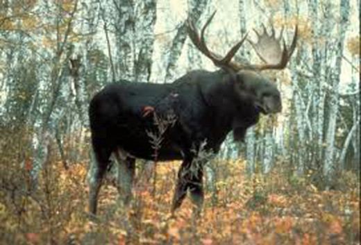 The Western Moose is more of a Blackish color and a little larger than its cousin the Shiras.