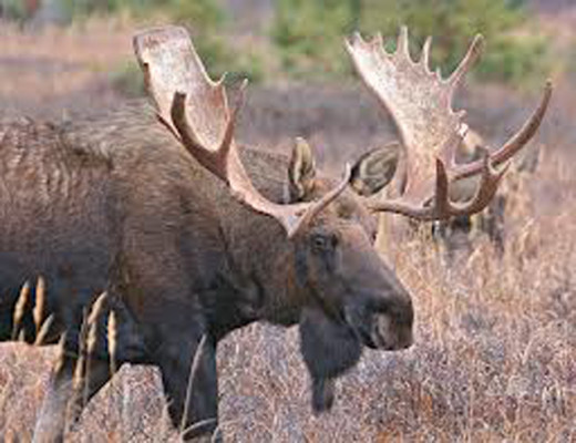 The Alaska Moose is the largest of the Moose family.