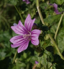 Foraging for edible plants and weeds to eat - Mallow