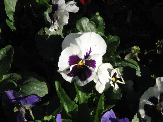 White pansy flower.