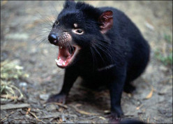 Tasmanian Devil, Sarcophilus laniarius