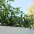 Hot Pepper plants I planted in a windowbox on the back deck Hot Pepper plants I planted in a windowbox on the back deck