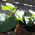 Cucumber plants growing on my deck in pots! Cucumber plants growing on my deck in pots!