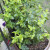 BlueBerry Bush in a pot on my backdeck! BlueBerry Bush in a pot on my backdeck!