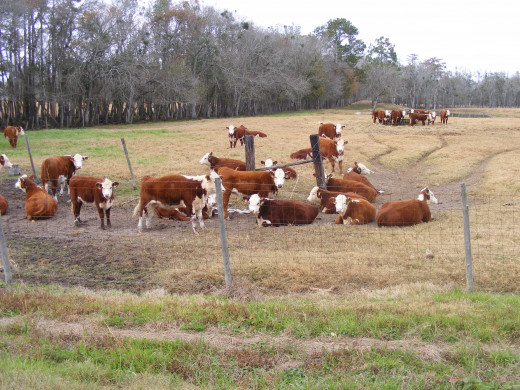 On horseback riding vacations, you might get to work cattle.